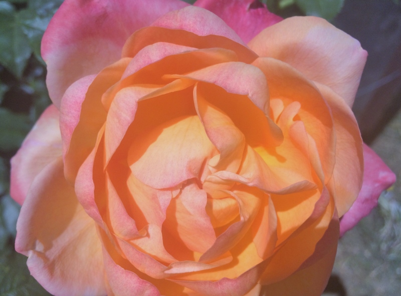 A_Rose.jpg